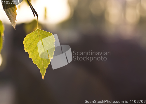 Image of Beautiful Fall. Leaf of the tree