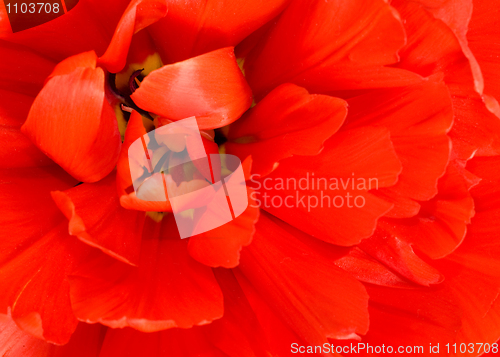 Image of Flower. Macro of red tulip bud