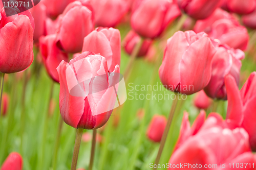 Image of Flowers in keukenhof park in Holland