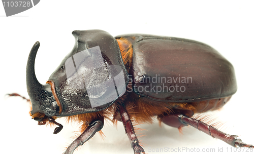 Image of Side Macro view of rhinoceros or unicorn beetle 