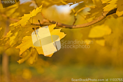 Image of Fall - yellow leaf over blurred colorful background
