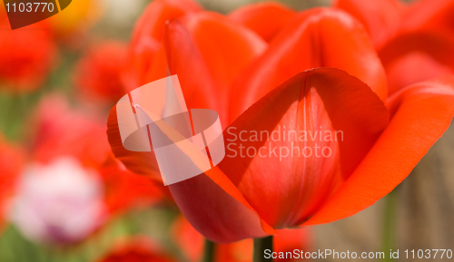 Image of Spring flowers. Close-up of red Tulip bud