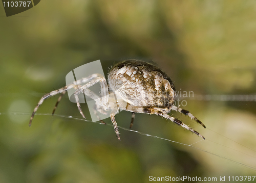 Image of Macro of large spider on cobweb