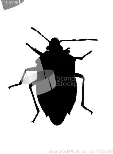 Image of Silhouette of bug (chinch)