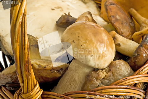 Image of Closeup of beautiful mushrooms in the basket