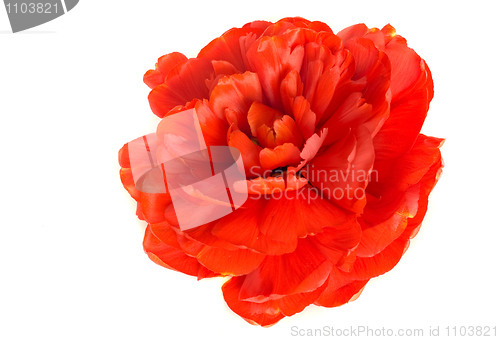 Image of Flower. Close-up of red tulip bud