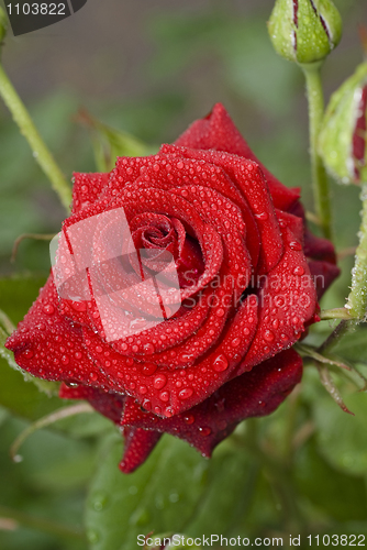 Image of Beautiful rose