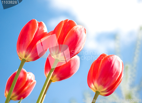 Image of Red tulips and blue sky