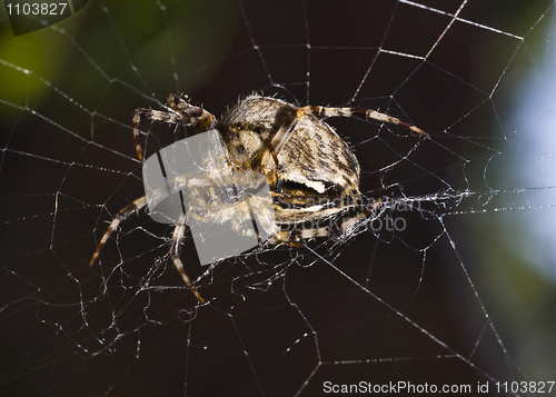 Image of Close-up of Beautiful spider