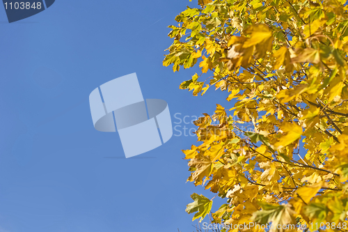 Image of Fall. Yellow maple leaves and blue sky