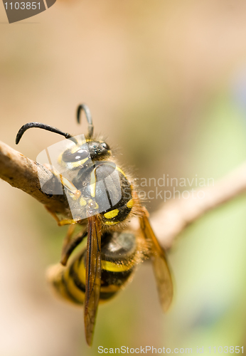 Image of Spring. Closeup of Wasp 