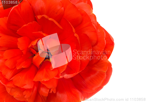 Image of Spring Flower. Close-up of red tulip 