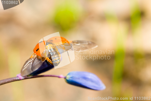 Image of Start to fly. Closeup of ladybird on snowdrop