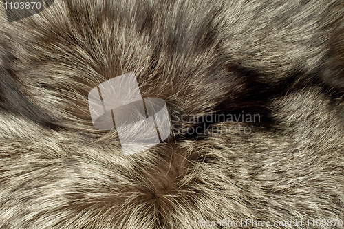 Image of Closeup of polar Fox fur