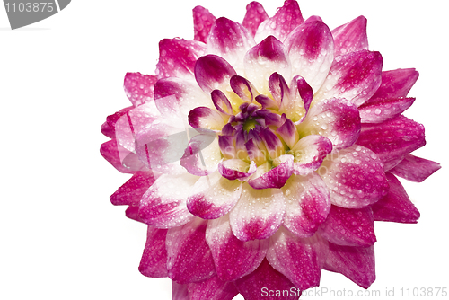 Image of Pink Wet dahlia (georgina) with droplets