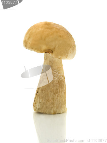 Image of Single cep over white