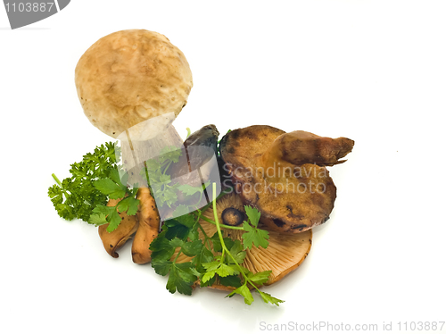 Image of Group of mushrooms and green parsley