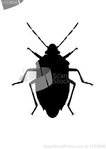 Image of Silhouette of bug in back lighting