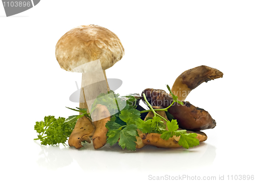 Image of Group of mushrooms and green parsley
