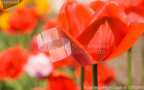 Image of Red Tulip bud in the garden