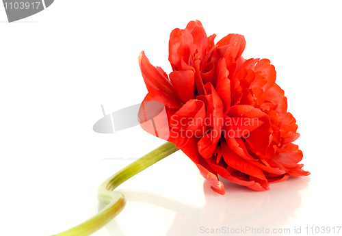 Image of Flower. Red tulip bud isolated