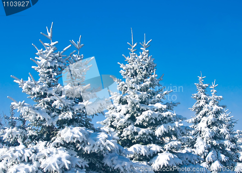 Image of Winter forest - snowy firtrees