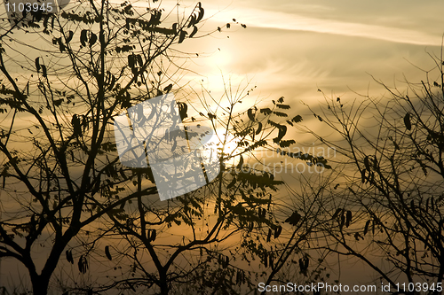 Image of Sunset through Tree silhouettes in autumn 
