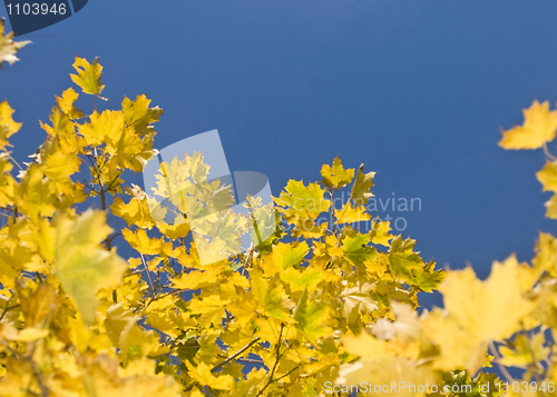 Image of Yellow maple leaves and blue sky