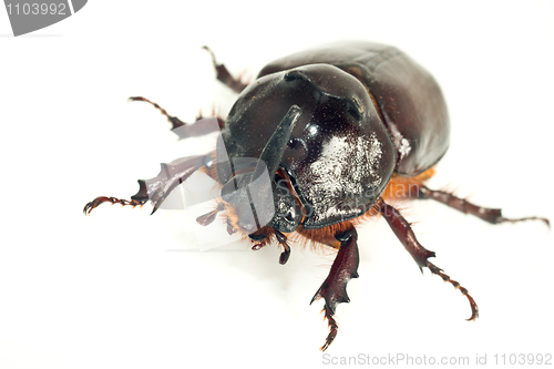 Image of Macro of rhinoceros or unicorn beetle