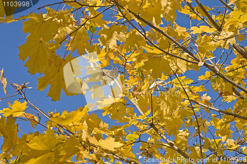 Image of Maple branches with yellow leaves