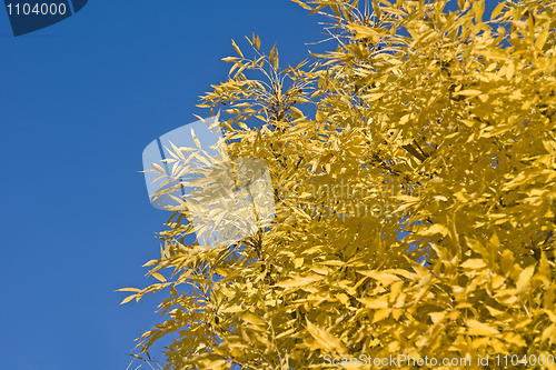 Image of Wonderful autumn - yellow leaves of tree