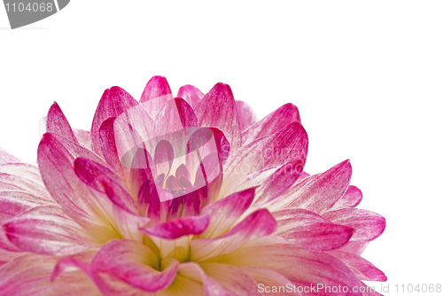 Image of Close-up - pink dahlia (georgina)