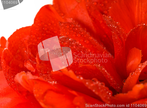 Image of Red tulip bud with water droplets 