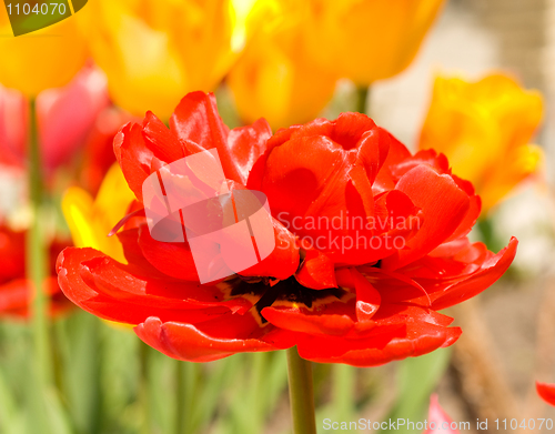 Image of Red Tulip bud and flowers on backgorund