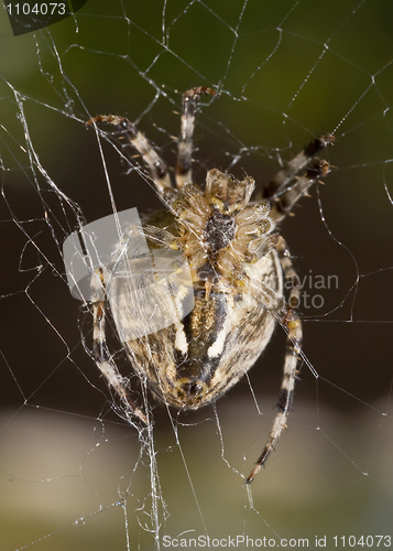 Image of Vertical view - Close-up of Beautiful spider