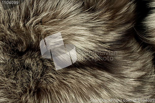 Image of Background - beautiful polar Fox fur