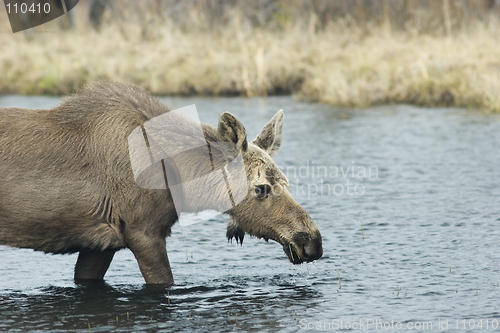 Image of Young female moose