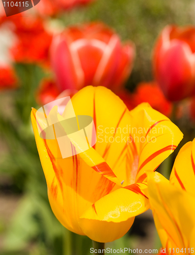 Image of Tulips in the garden