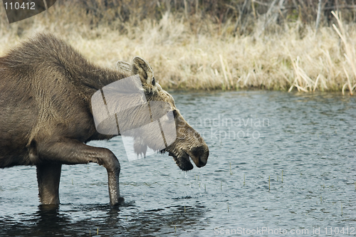 Image of Young female moose wading the pond