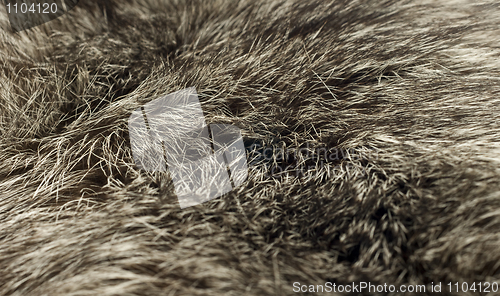 Image of Background - beautiful polar Fox fur