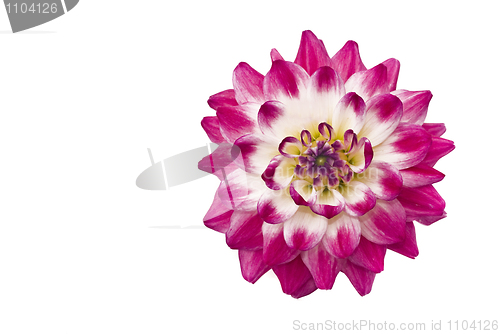 Image of Flowers. Close-up of pink dahlia