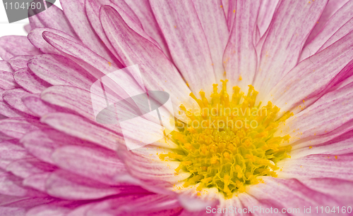 Image of Golden-daisy or chrysanthemum on white