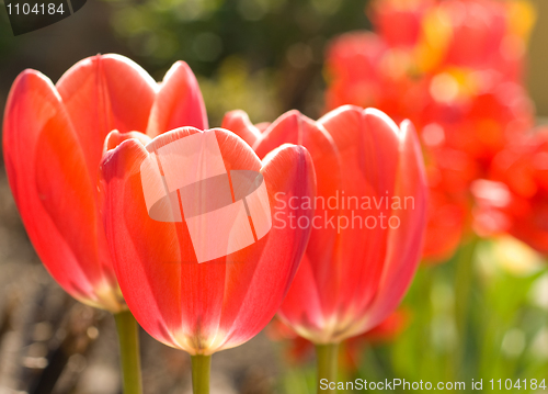 Image of Spring flowers. Three beautiful tulips