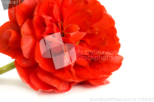 Image of Red bud of tulip isolated