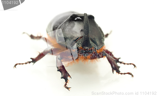 Image of Front Macro view of rhinoceros or unicorn beetle