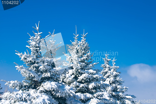 Image of Forest in winter - snowy firtrees