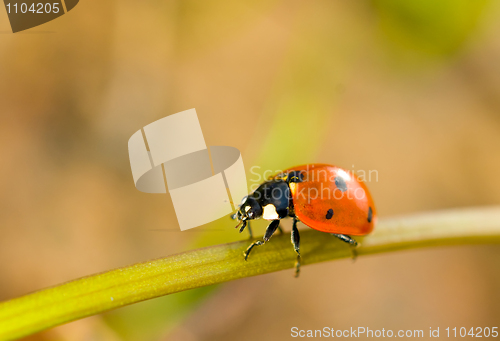 Image of Spring comes. Closeup of ladybird