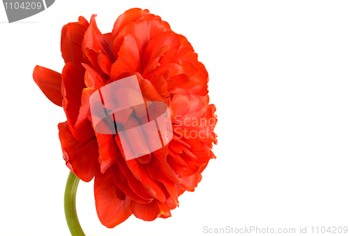 Image of Flower. Close-up of red tulip