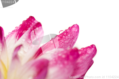 Image of Closeup of dahlia petal with water droplet