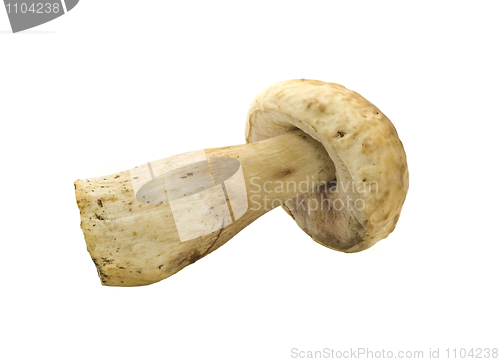 Image of Single cep Isolated on white